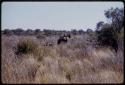 Expedition GMC and Jeep driving through brush