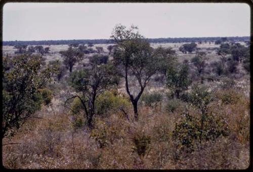 Landscape with trees and grass