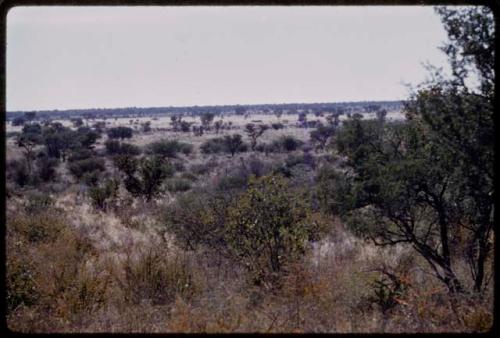 Landscape with trees and brush