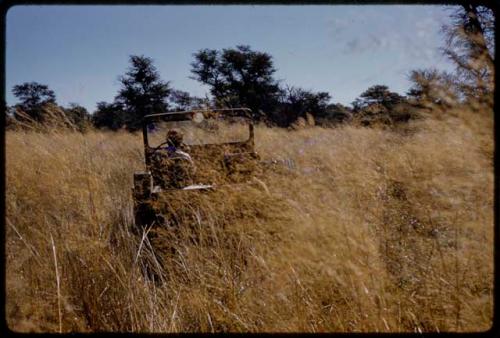 Elizabeth Marshall Thomas driving expedition Jeep in deep golden grass