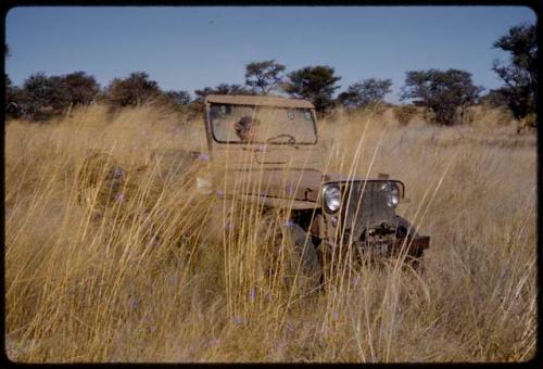 Elizabeth Marshall Thomas driving expedition Jeep in deep golden grass