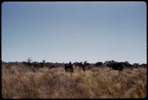 Expedition trucks driving in deep golden grass, in the distance