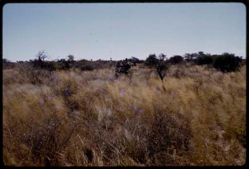 Expedition trucks driving in deep golden grass, in the distance