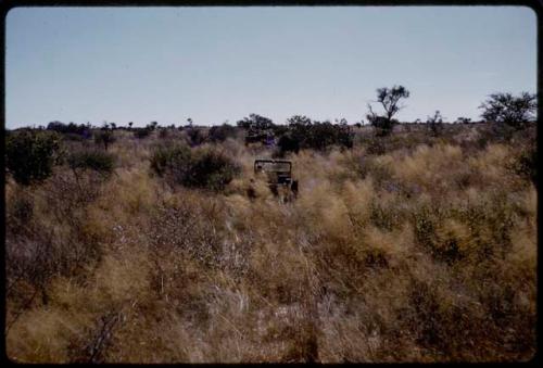 Expedition trucks driving in deep golden grass, in the distance