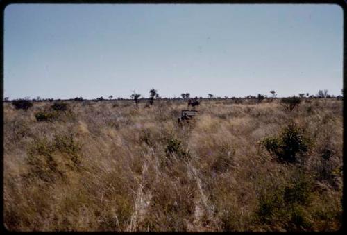 Expedition trucks driving in deep golden grass, in the distance