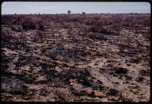 Burned grass area