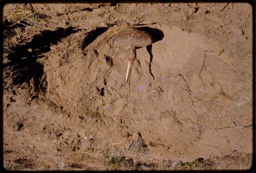 Large plant root half in the ground