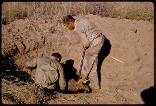 William Donnellan and Daniel Blitz digging out a large plant root