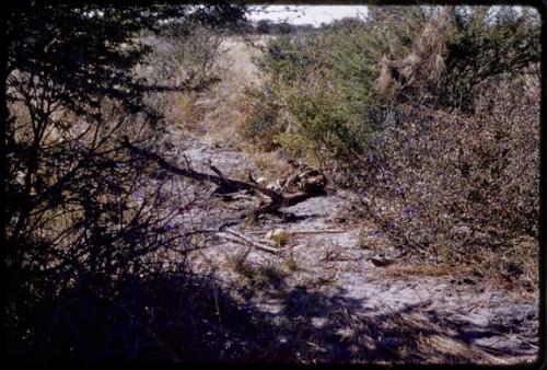 Piles of tsama melons, bows, arrows, and cloth on the ground, in the distance