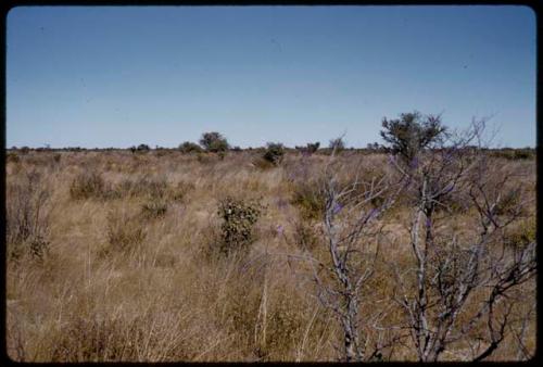 Landscape, grass and brush