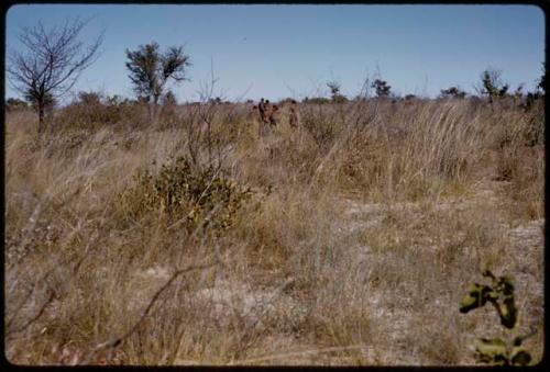 People walking in tall grass, in the distance