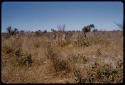 People walking in tall grass, in the distance