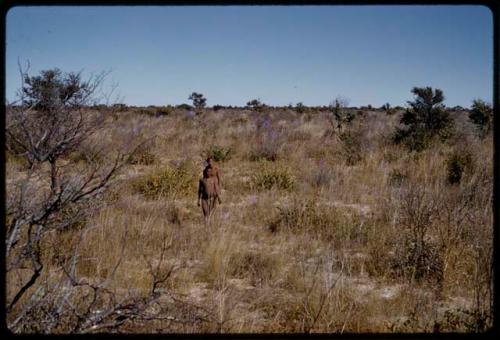 People walking in tall grass, in the distance