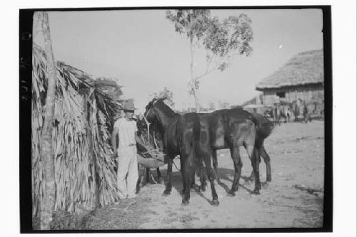 Man with horses/mules