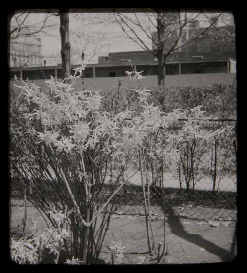 Flowering bush in front of a fence, with Harvard Divinity School, Swartz Hall and other buildings in the background