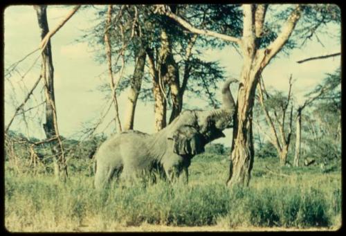 Elephant touching a tree with its trunk