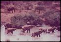 Elephants walking in water