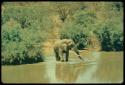 Elephant walking in water