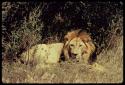 Lion lying down next to a bush