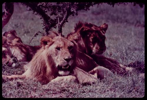 Group of lions lying down under a tree