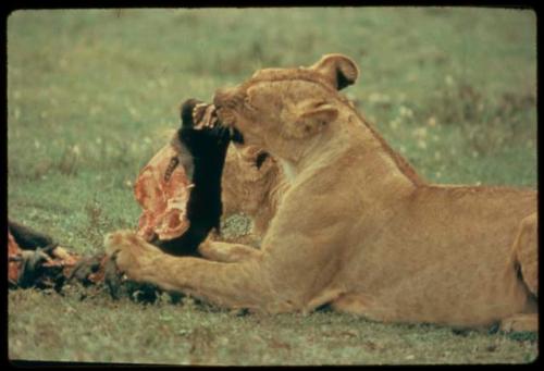 Lioness eating