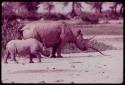 Adult and baby rhinos walking