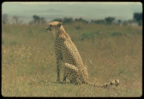 Leopard sitting