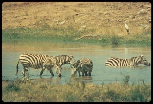 Zebras walking in water