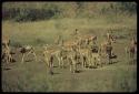 Herd of antelopes