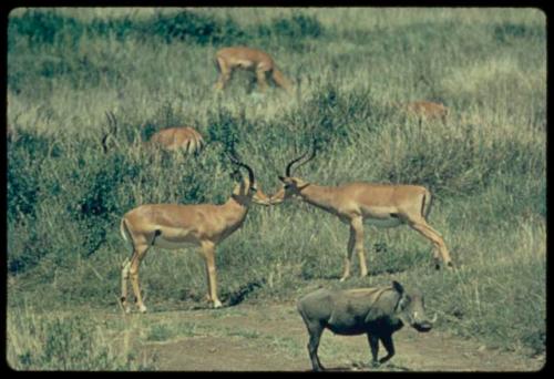 Warthog, with impalas in the background