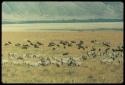 Zebras and wildebeests, with water and mountains in the distance