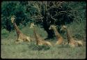 Giraffes sitting down