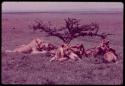 Lions lying next to a bush