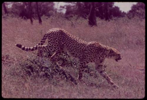 Leopard walking