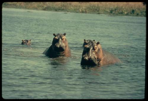 Hippos in water