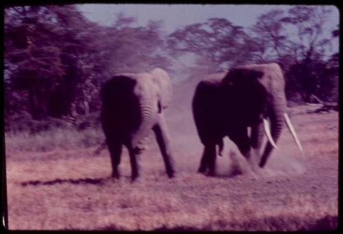 Elephants walking