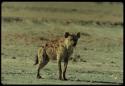 Hyena standing