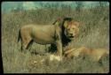 Lion standing, with a lionness lying down next to him