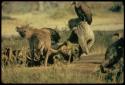 Hyena and vultures next to a dead animal