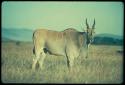 Eland standing