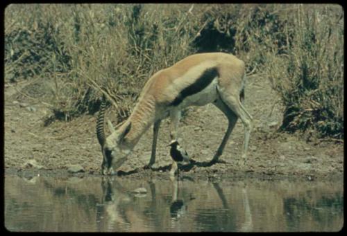 Springbok drinking