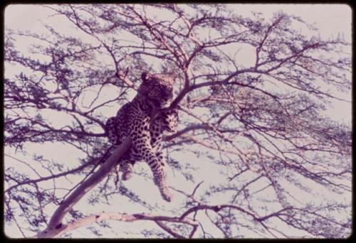 Leopard sitting in a tree