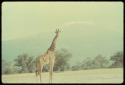 Giraffe standing