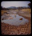 Three dogs in the water of a stream which is drying up