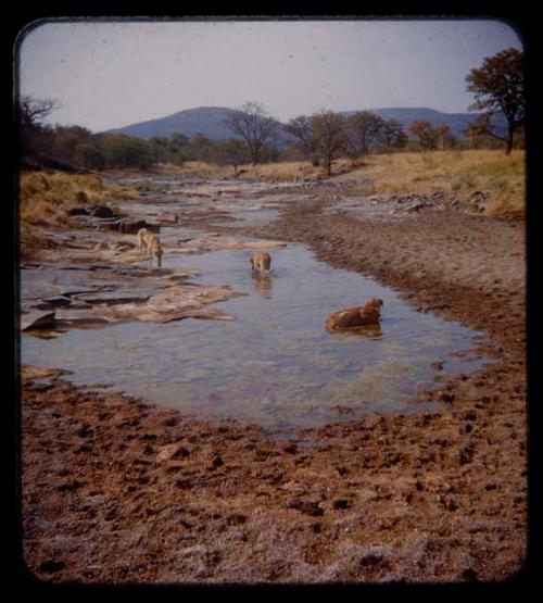 Three dogs in the water of a stream which is drying up