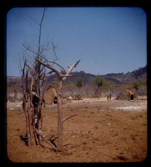 Sacred tree in Tcheholola's kraal