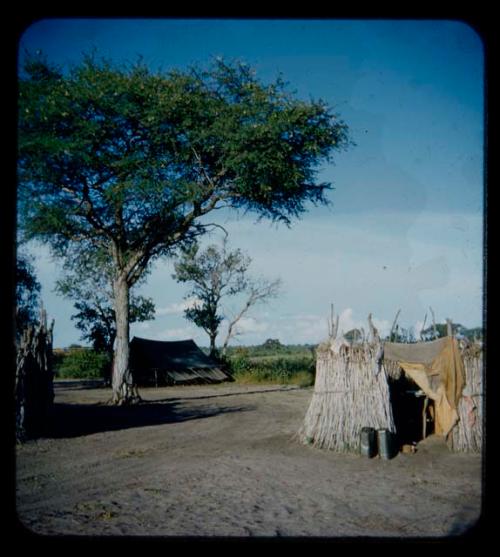 Expedition: Trees, tent, and pole enclosure at the expedition camp