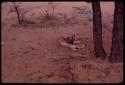 Dog painted with red stripes, lying on the ground next to a tree