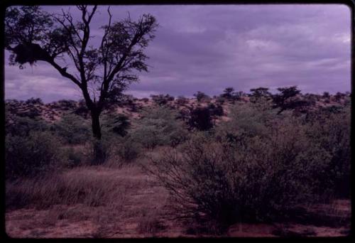 Tree and bushes in front of a high sand dune