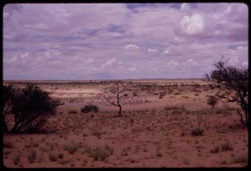 Landscape with red sand, sparse grass and bushes